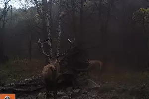  &copy;&nbsp;Фото пресс-службы Кавказского биосферного заповедника