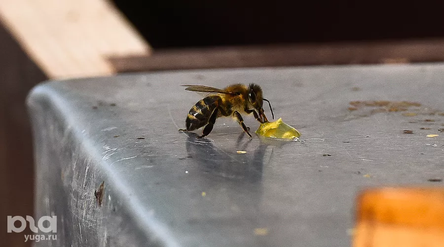  &copy;&nbsp;Фото Елены Синеок, Юга.ру