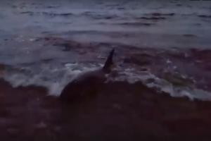  © Скриншот видео со страницы центра спасения дельфинов «Дельфа» во «Вконтакте», vk.com/delfacenter