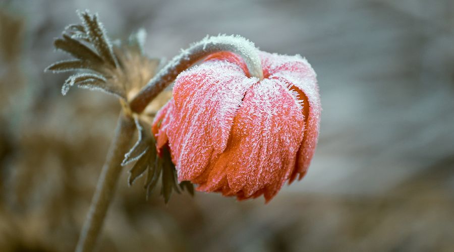 Замерзший цветок © Фото с сайта pixabay.com