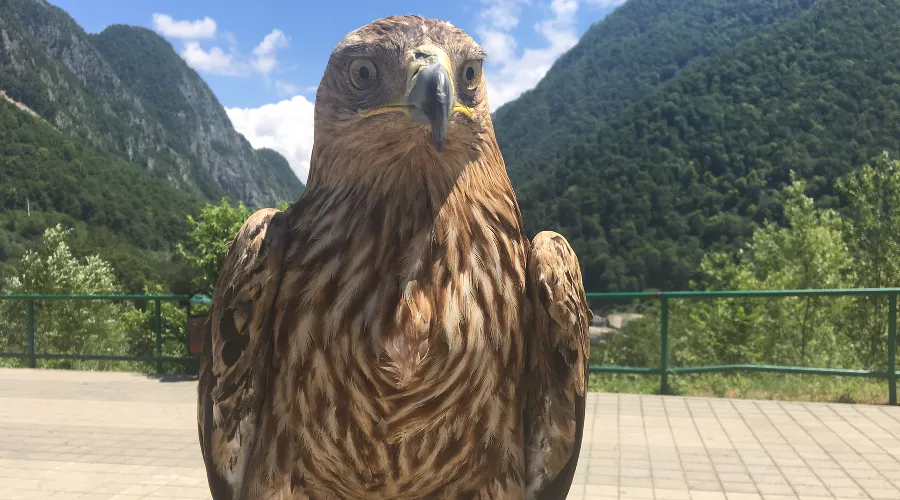 Степной орел &copy;&nbsp;Фото пресс-службы регионального отделения ОНФ в Краснодарском крае