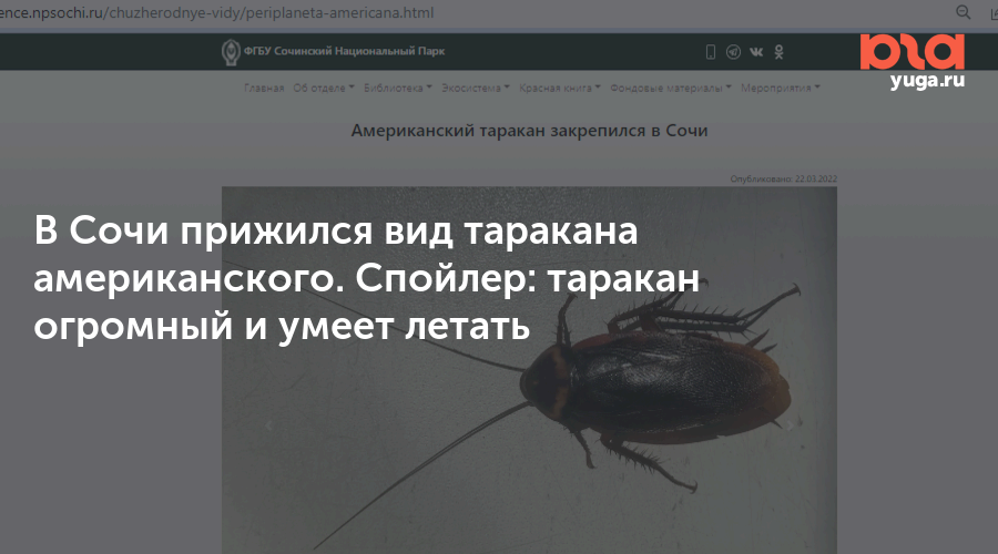 Как предотвратить появление огромных тараканов