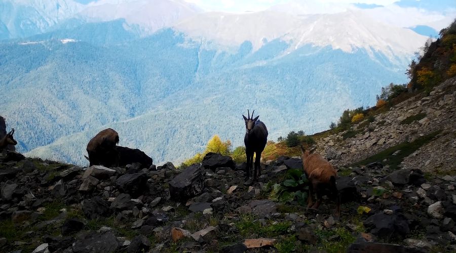  © Фото пресс-службы курорта «Роза Хутор»