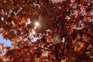 Осень в парке «Краснодар» &copy;&nbsp;Фото Марины Солошко, Юга.ру