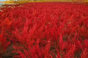 Солерос. Станица Благовещенская &copy;&nbsp;Фото Вячеслава Ревуна