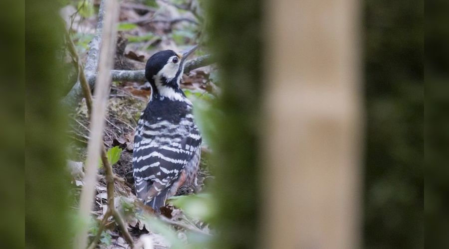 белоспинный дятел © Фото с сайта kgpbz.ru