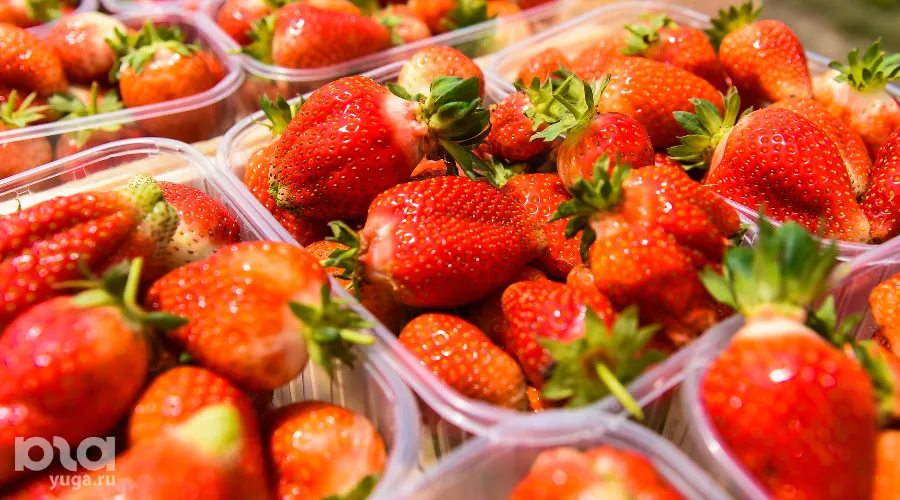 Клубника &copy;&nbsp;Фото Елены Синеок, Юга.ру