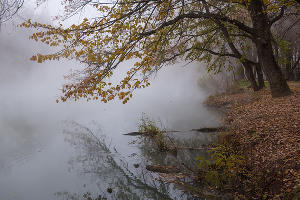 Туман в парке «Солнечный остров» © Фото Елены Синеок, Юга.ру