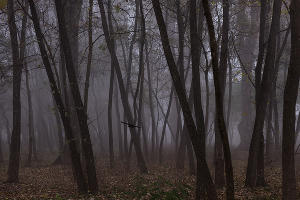 Туман в парке «Солнечный остров» © Фото Елены Синеок, Юга.ру