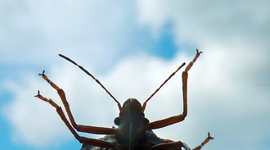  &copy;&nbsp;Фото с сайта pixabay.com