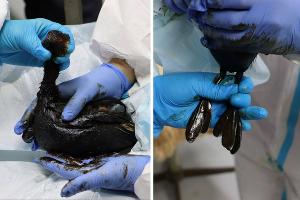  © Коллаж из скриншотов фото из телеграм-канала «Эколог Жора Каваносян»