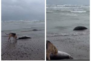  © Скриншот из телеграм-канала «Нетипичная Махачкала» https://t.me/official_atypical/39238