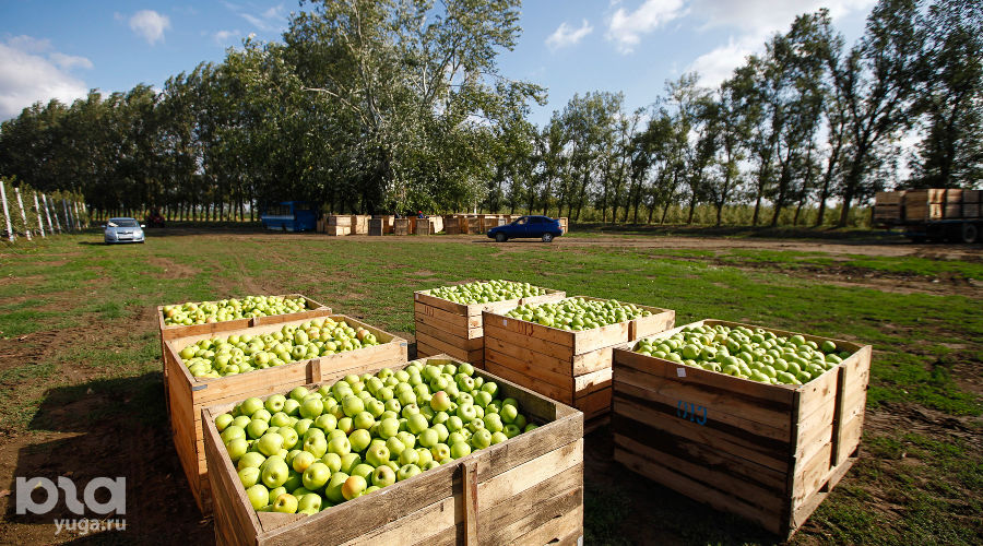 © Фото Влада Александрова, Юга.ру