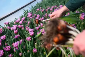 Тюльпаны &copy;&nbsp;Фото Елены Синеок, Юга.ру