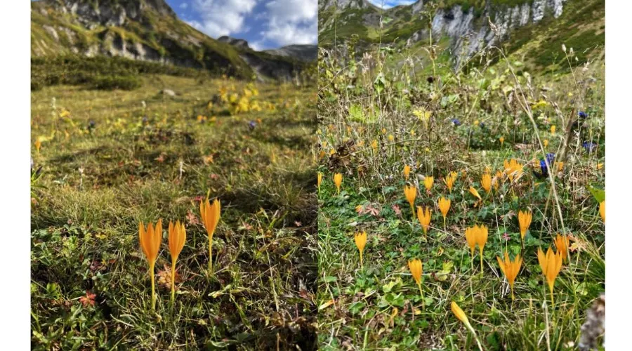 Крокусы &copy;&nbsp;Скриншот из телеграм-канала &laquo;FanSochi — Красная Поляна онлайн&raquo;