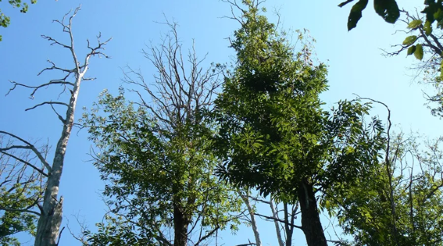  &copy;&nbsp;Фото пресс-службы Центра защиты леса Адыгеи