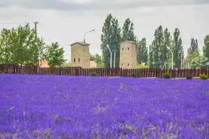 Лавандовое поле в этническом центре &laquo;Черкесский аул&raquo; &copy;&nbsp;Фото Насти Джамирзе