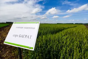 УОХ &laquo;Кубань&raquo; &copy;&nbsp;Фото Елены Синеок, Юга.ру