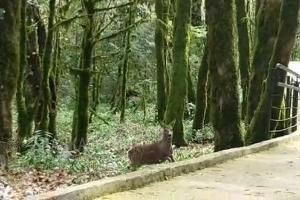  © Кадр из видео пресс-службы Кавказского заповедника