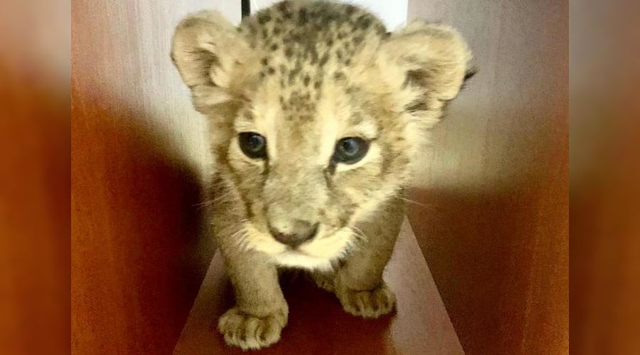  © Фото пресс-службы администрации Анапы