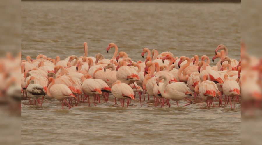  &copy;&nbsp;Скриншот фото Игоря Сикорского со страницы &laquo;ВКонтакте&raquo; &laquo;ФГБУ Заповедный Крым&raquo;