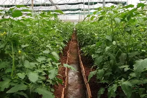 Тепличные томаты &copy;&nbsp;Фото с сайта pixabay.com