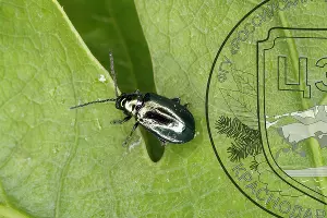 Дубовый блошак &copy;&nbsp;Фото пресс-службы Кавказского биосферного заповедника