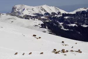  &copy;&nbsp;Фото пресс-службы Кавказского заповедника
