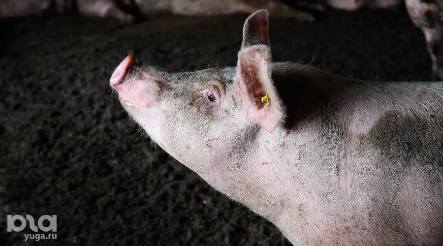  © Фото Елены Синеок, Юга.ру