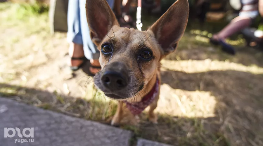  &copy;&nbsp;Фото Елены Синеок, Юга.ру