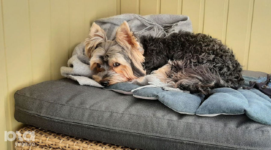  © Фото Анны Петровой, Юга.ру