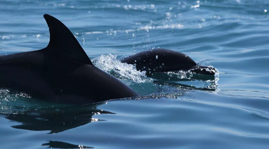  &copy;&nbsp;Фото со страницы vk.com/delfacenter