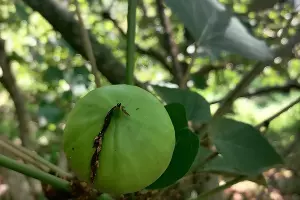  &copy;&nbsp;Фото пресс-службы нацпарка Сочи