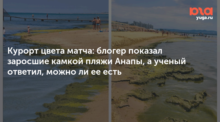 Курорт цвета матча: блогер показал заросшие камкой пляжи Анапы, а ученый ответил, можно ли ее есть