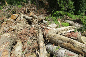 Незаконная вырубка леса в Карачаево-Черкесии &copy;&nbsp;Фото предоставлено пресс-службой WWF
