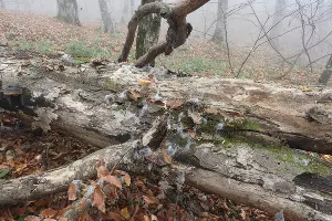  &copy;&nbsp;Фото пресс-службы Кавказского заповедника