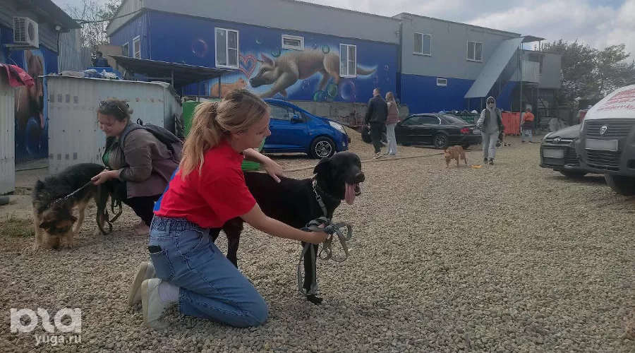 Ксения и Босяк в приюте «Краснодог» &copy;&nbsp;Фото Иолины Грибковой, Юга.ру