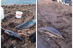  &copy;&nbsp;Скриншот из телеграм-канала &laquo;ПВА&raquo; https://t.me/pva_anapa/124538?single