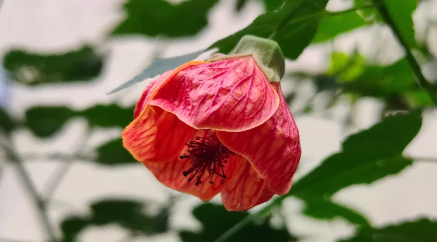 Китайский фонарик &copy;&nbsp;Фото Галины Солтани