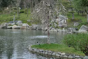 Кряква в Японском саду &copy;&nbsp;Фото Марины Солошко, Юга.ру