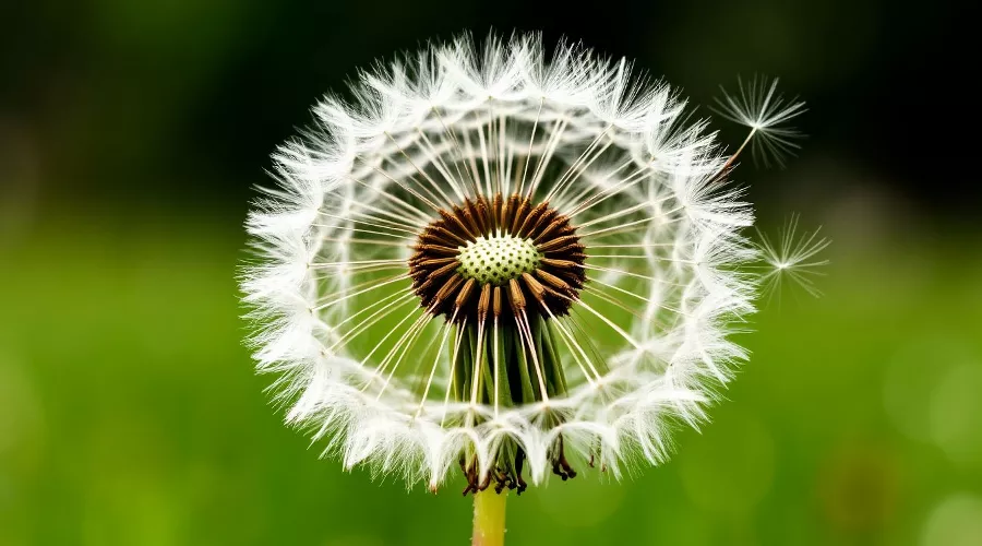 одуванчик &copy;&nbsp;Изображение сгенерировано нейросетью Gigachat