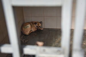 Приют для пострадавших животных «Краснодог» © Фото Елены Синеок, Юга.ру