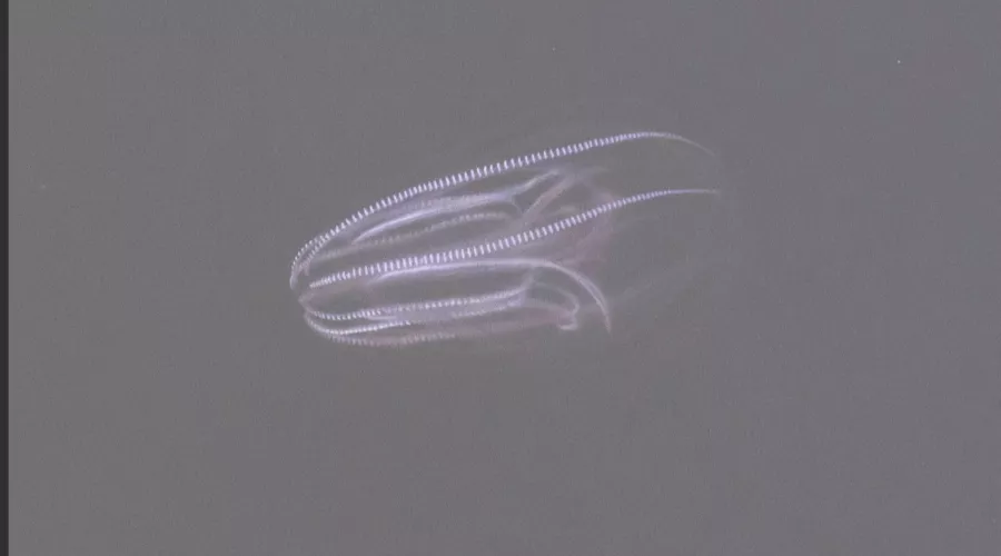  &copy;&nbsp;Скриншот страницы фотографа Sega Black-Sea во ВКонтакте https://vk.com/segablacksea?from=search