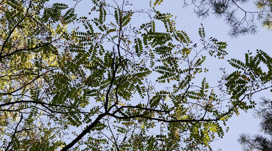  &copy;&nbsp;Фото icsilviu с сайта pixabay.com