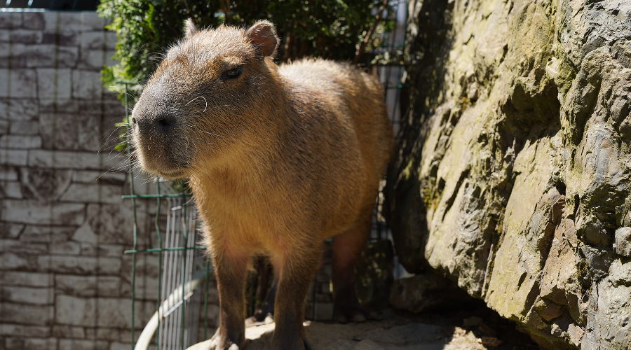  © Фото пресс-службы курорта «Роза Хутор»