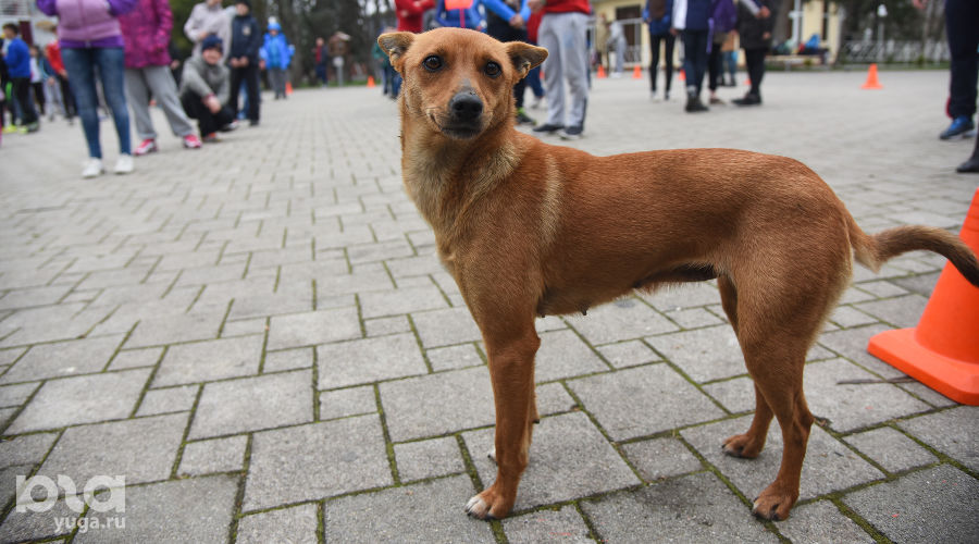  &copy;&nbsp;Фото Елены Синеок, Юга.ру