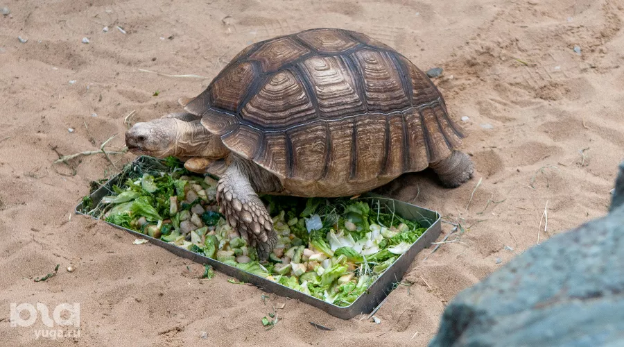 Черепахи в сухом пруду Караике &copy;&nbsp;Фото Александра Гончаренко, Юга.ру