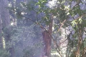  © Фото пресс-службы Кавказского биосферного заповедника