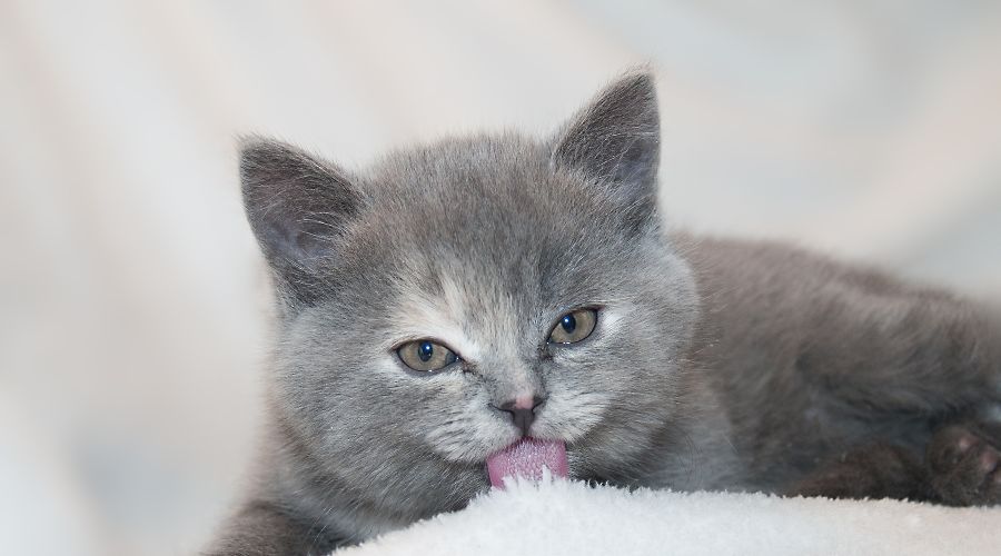 Кошка &copy;&nbsp;Фото с сайта pixabay.com