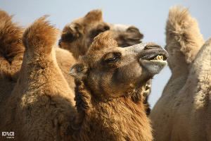  © В Чечне начали разводить верблюдов © Влад Александров. ЮГА.ру
